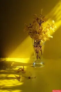 Став золото солнца