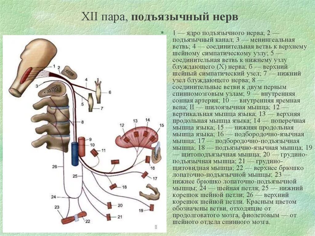 Схема иннервации подъязычного нерва. XII пара - подъязычный нерв. Подъязычный нерв анатомия схема. Подъязычный нерв (XII пара) функционально. Поражение подъязычного нерва