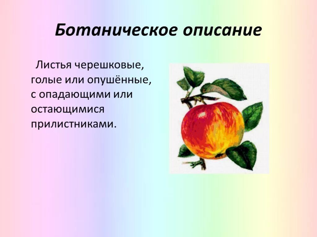 Побеги яблони биология 6 класс. Яблоня краткая характеристика. Листья и плоды яблони. Строение побега яблони. Информация о яблоне.