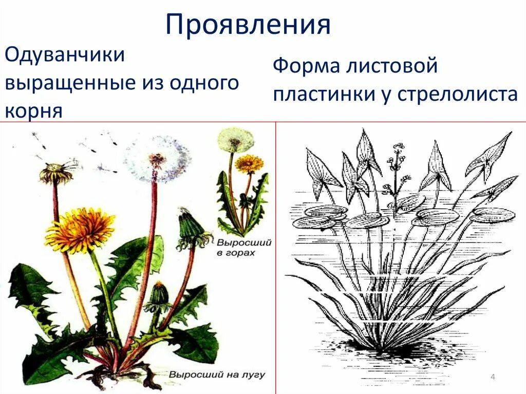 Пример явления иллюстрирующего изменчивость. Модификационная изменчивость одуванчика. Стрелолист модификационная изменчивость. Модификационная изменчивость примула. Модификационная изменчивость у растений.