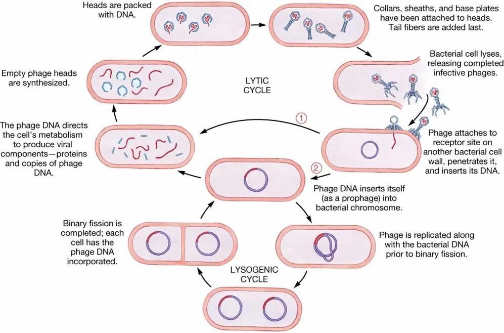 Virus Life Cycle. Литический и лизогенный цикл бактериофага. Размножение вирусов. Viral Life Cycle. Each cell