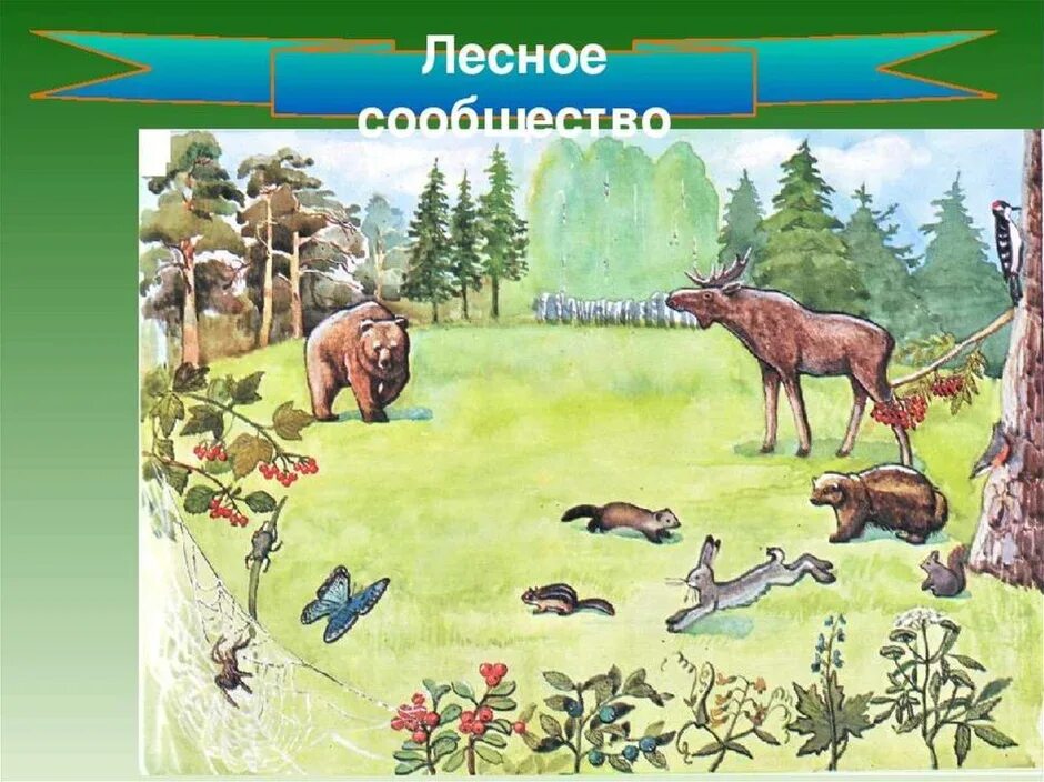 Разнообразие природных сообществ 5 класс рабочий лист. Природное сообщество лес. животные природного сообщества лес. природное сообщество лес 4 класс. лиса природное сообщество.