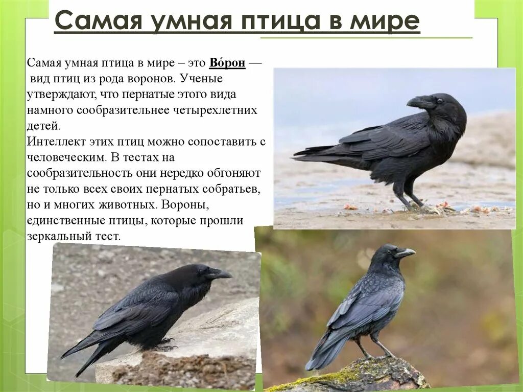Самая умная птица. Самая умная птица в мире. Вороны самые умные птицы. Ворона самая умная птица.