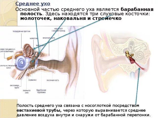 Слуховые косточки (молоточек, наковальня, стремя), евстахиева труба. Ухо молоточек наковальня среднее ухо. Орган слуха косточки уха стремечко наковальня. Строение уха евстахиева труба. В среднем ухе расположены 3