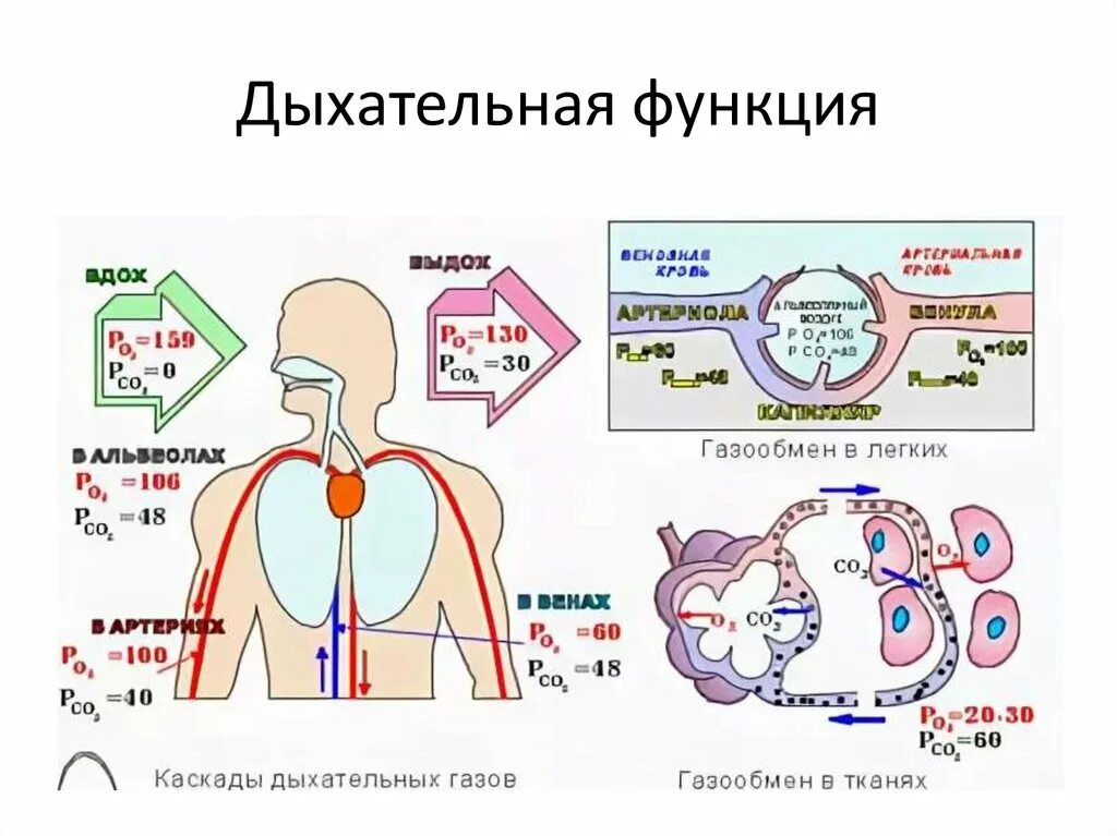 Пример функционирования дыхательной системы. Пример функционирования дыхательной системы