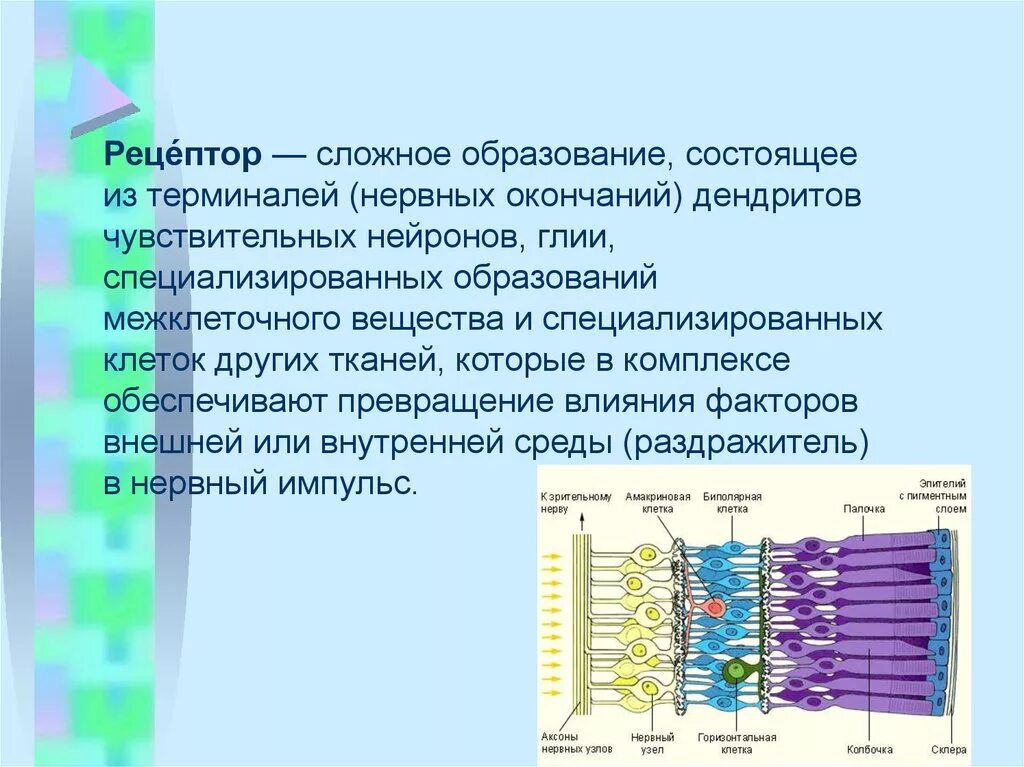 Нервные окончания рецепторы. Специализированные чувствительные клетки. Рецепторы нейронов. Рецепторы чувствительные нервные окончания.