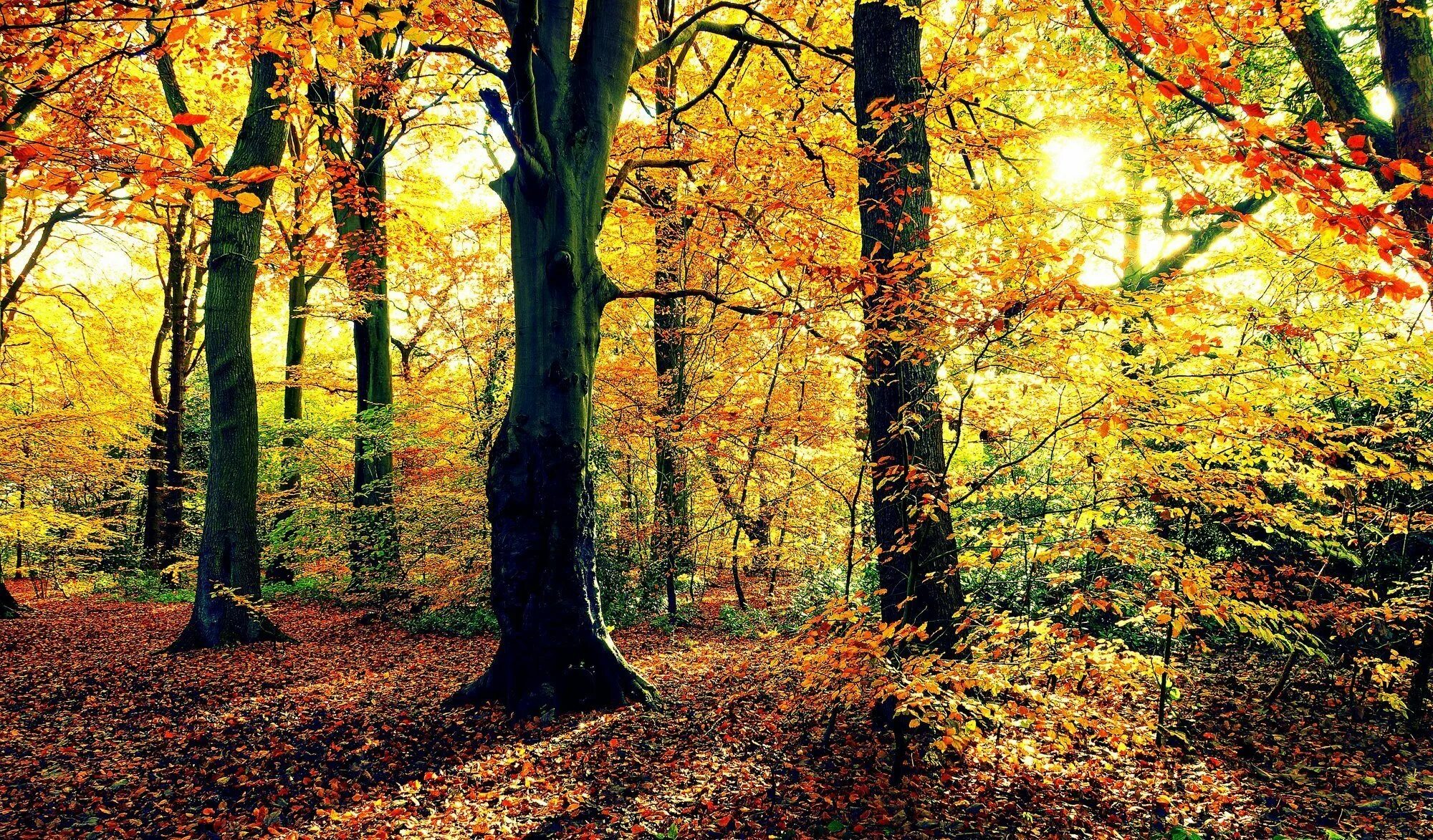 Осень без людей. Осенний лес. Осень в лесу. Обои осень. Осенний Лиственный лес.