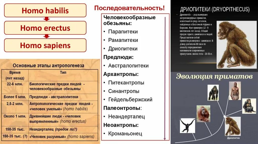 3 последовательности стадий развития человека. Эволюция развития человека дриопитек. Дриопитеки предки человека. Рамапитек этапы эволюции. Этапы антропогенеза дриопитеки австралопитеки человек умелый.