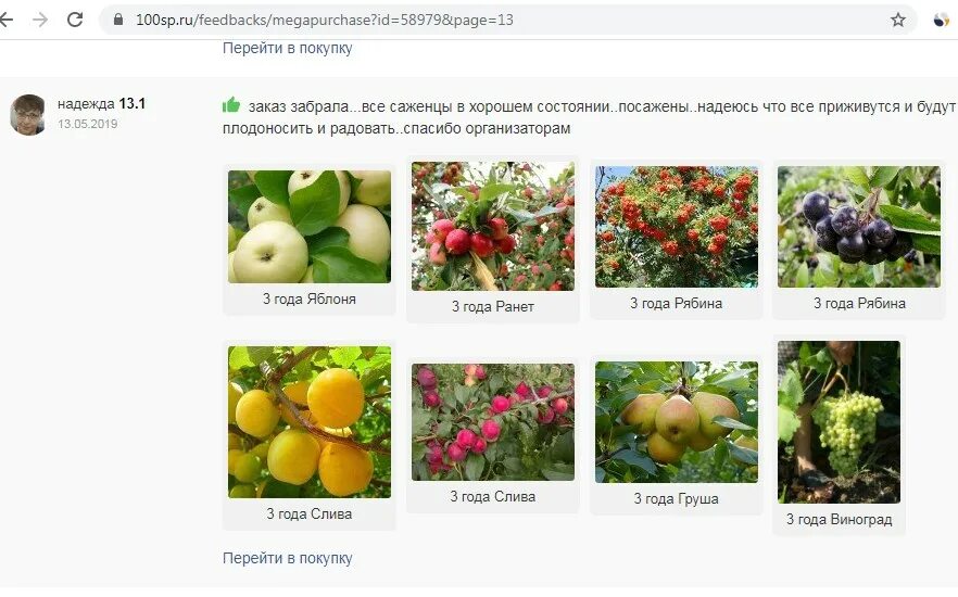 Саженцы 13 интернет магазин. ЛПХ Суражевский. Суражевский питомник Сумах. Магазин да Ногинск каталог саженцев яблонь цена