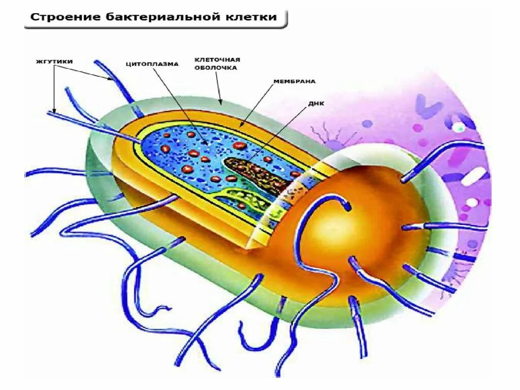 Из каких клеток состоят бактерии. Структура бактериальной клетки рисунок. Структура бактериальной клетки микробиология. Строение бактериальной клетки микробиология. Схема строения бактериальной клетки 5 класс.