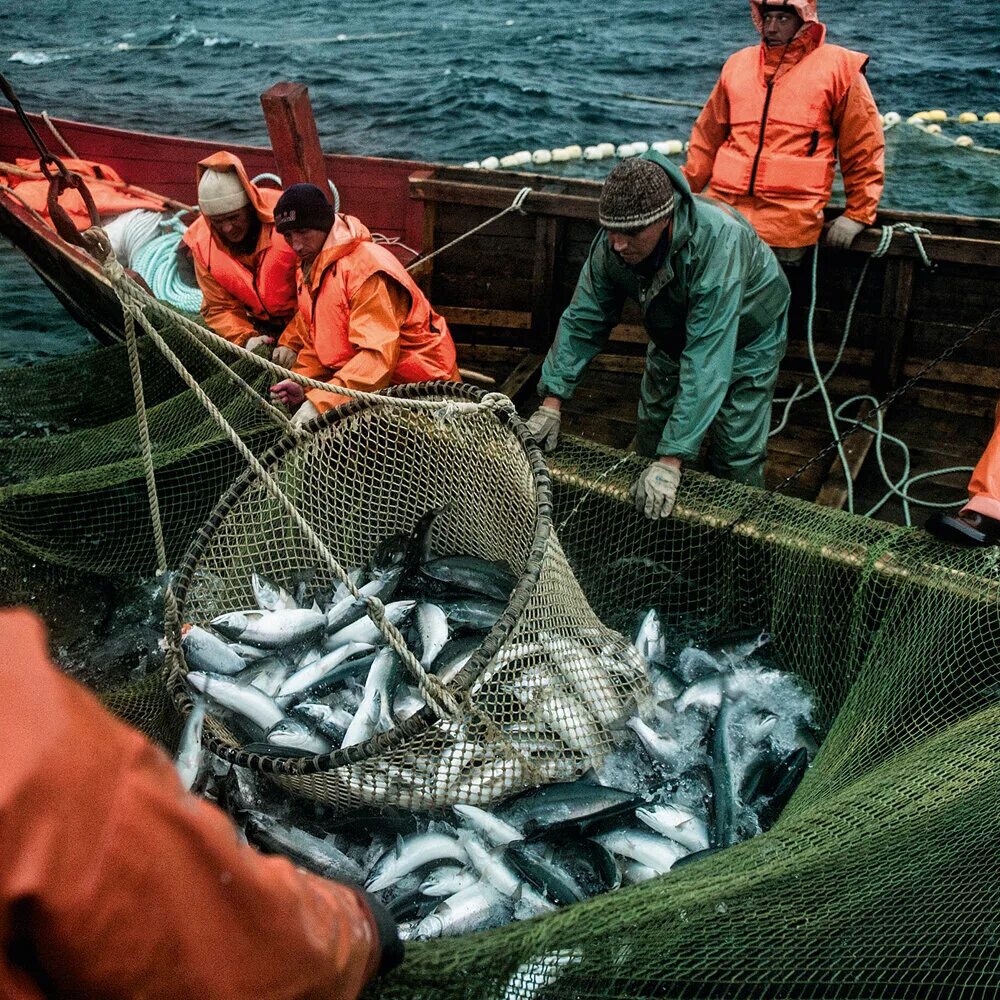 Морской промысел это. Охотское море рыболовство. Охотское море промысел. Промысловые рыбы Охотского моря. Промысел Охотского моря рыбы Охотского моря.