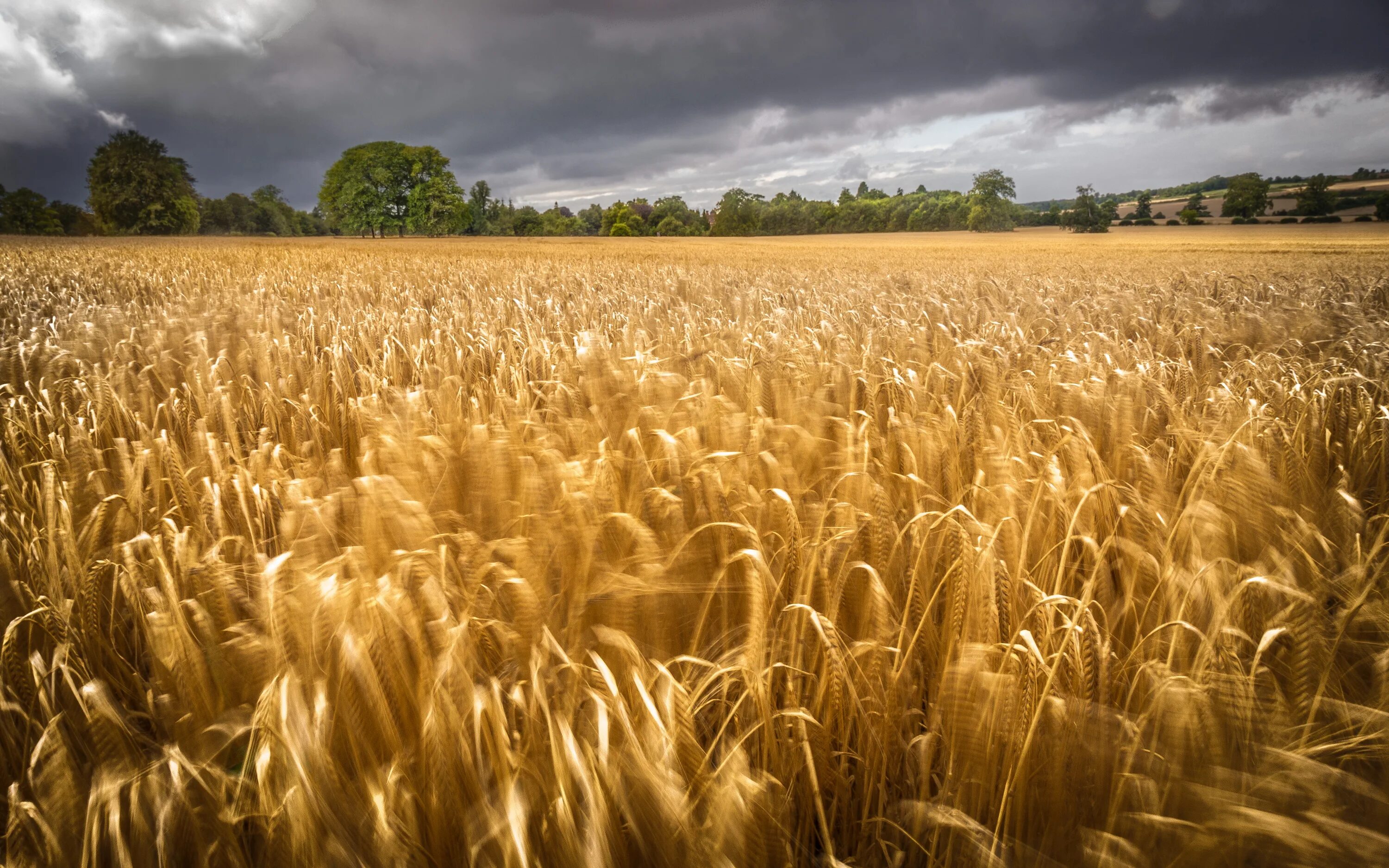 Пшеница. Пшеничное поле. Поле ржи. Поля ржи и пшеницы. Работа жито