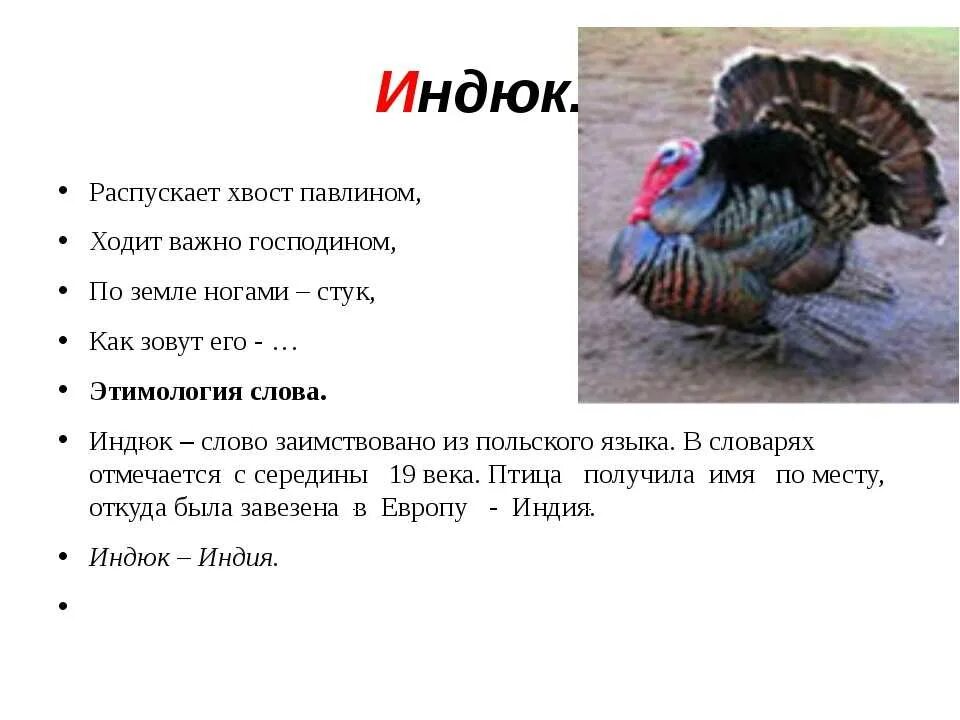 Почему индюк думал. Индюк описание птицы. индюк для дошкольников. предложение про индюка. индюк издает звук.
