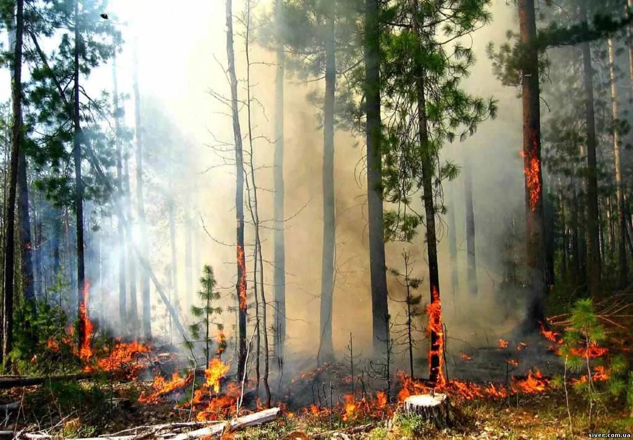 Кипит в лесу. Пожар в лесу. Лес в огне. Пожар в лесу картинки. Пожар в лесу фон.