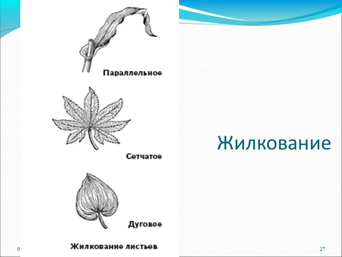 Жилкование сетчатое дуговое параллельное. Адонис весенний жилкование. Лютик ползучий лист жилкование. Жилкование параллельное у Лютика. Тысячелистник жилкование листа.