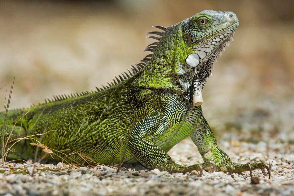 Игуана зеленая обыкновенная. Зеленая игуана (Iguana Iguana). Игуана обыкновенная зеленая размер. Ящерица игуана.