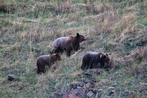 Количество медведей в областях