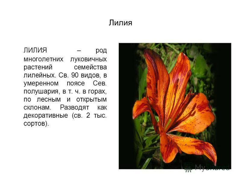 Урок биологии растения города декоративное цветоводство
