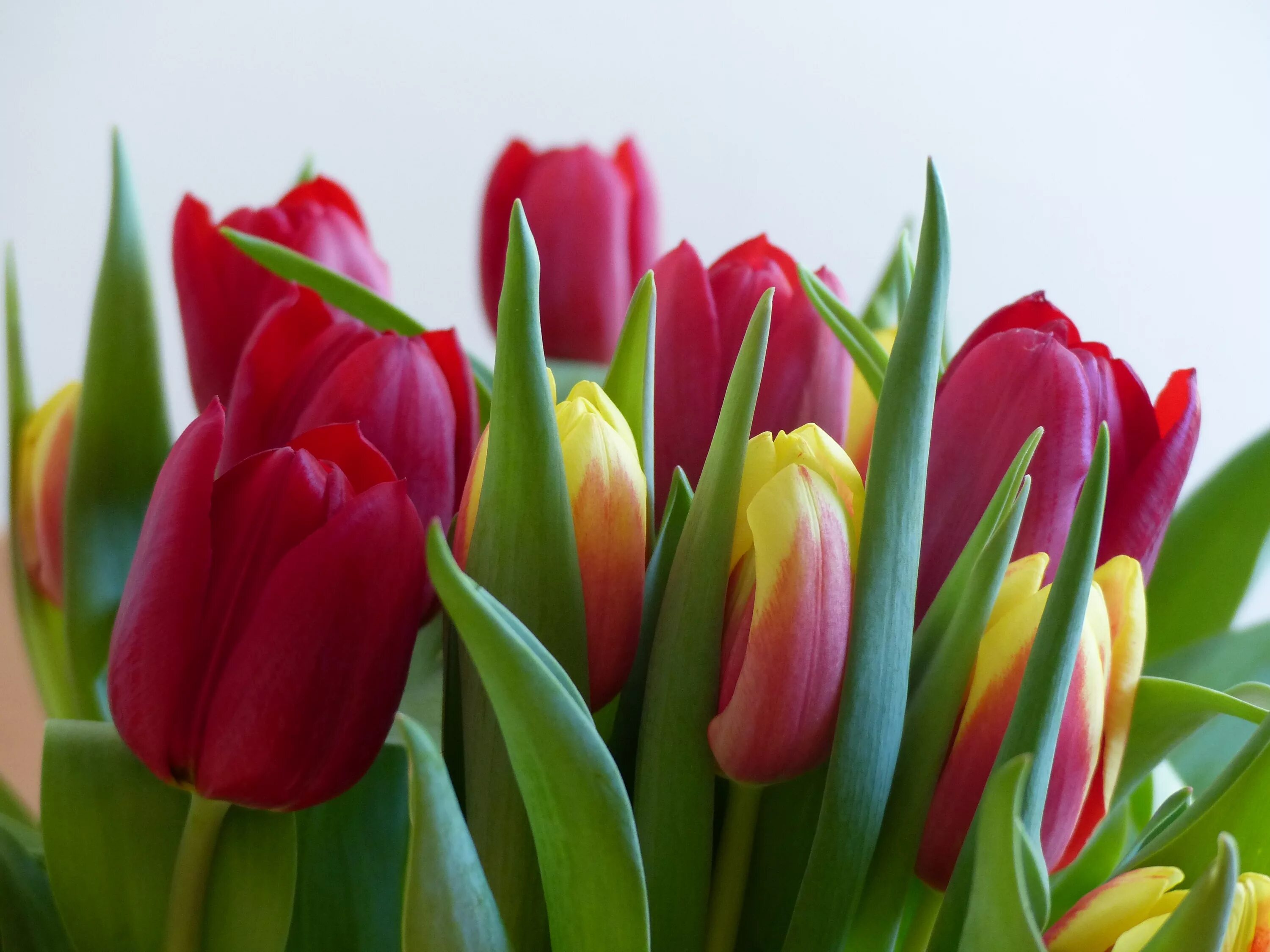 Покажи цветы тюльпаны. Тюльпаны. Красивые тюльпаны. Букет тюльпанов. Тюльпаны разноцветные.
