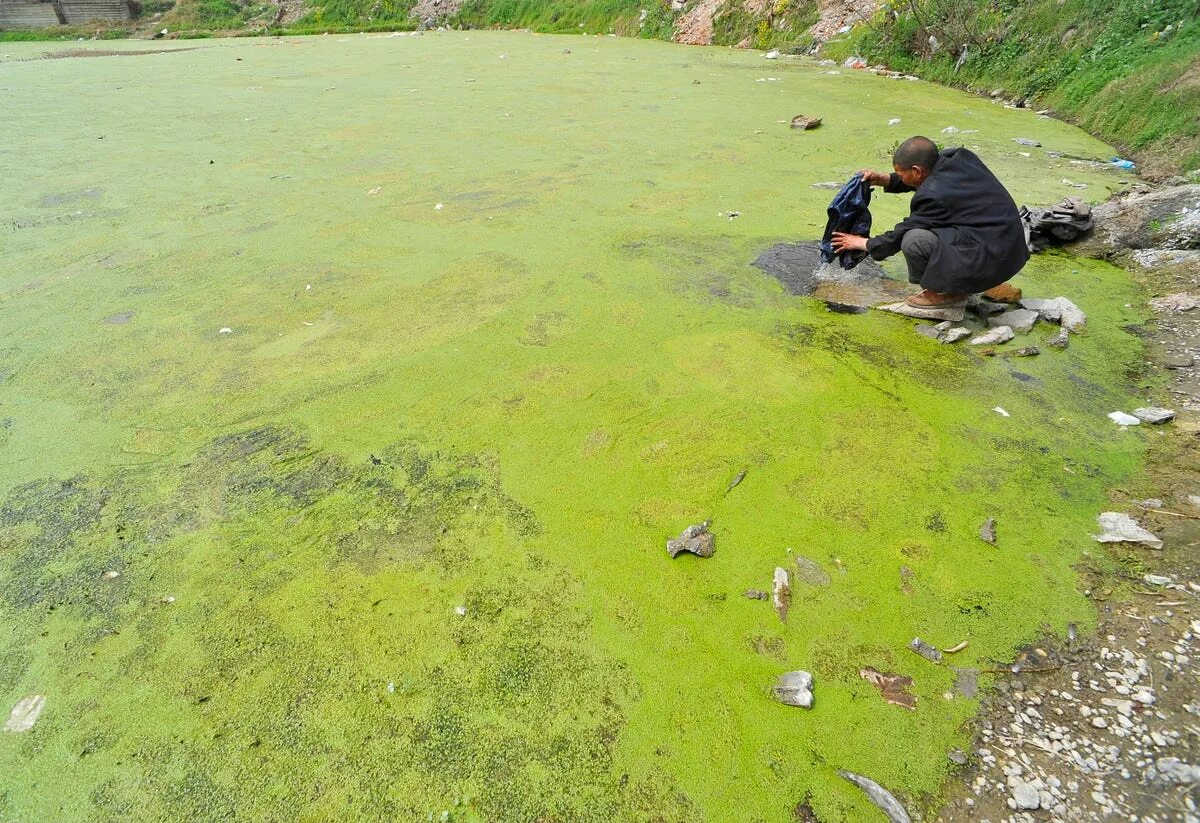 Болото воняет. Загрязнение воды. Грязный водоем. Загрязнение водоемов. Экология водоемов.