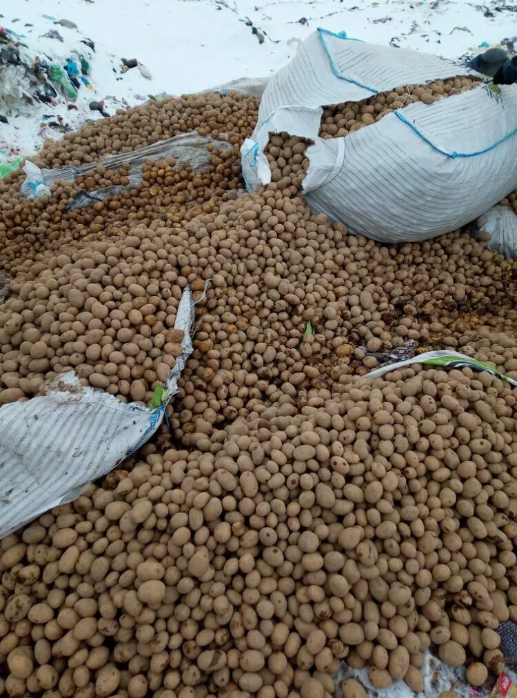 100 тонн картошки. тонна картошки. тонна картофеля. импорт картофеля. 3 тонны картофеля.