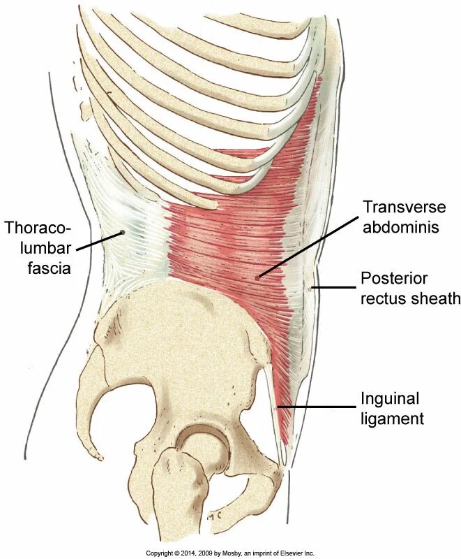 Фасции спины. Transversus abdominis мышца. M transversus abdominis начало. M rectus abdominis. Transverse abdominis мышца упражнения.