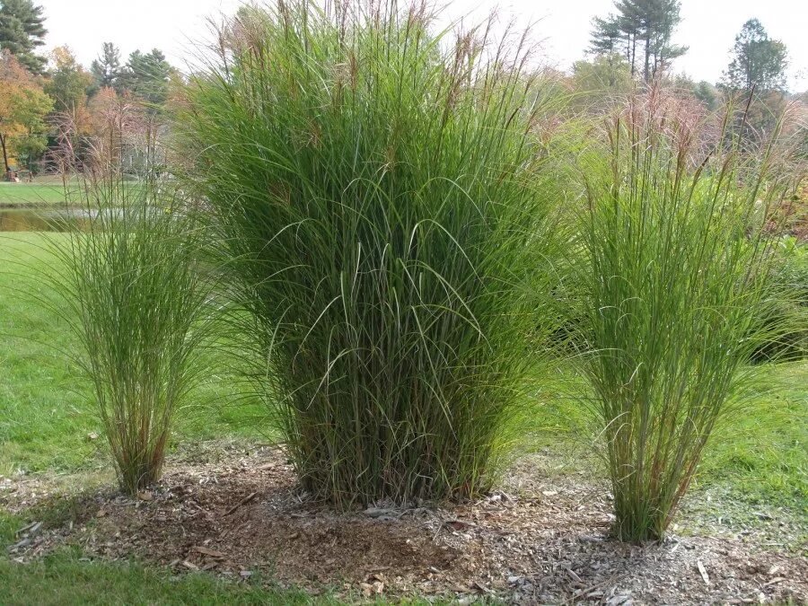 Ковыль stipa tenuissima. Кортадерия. Фенхель дикий. Растение похожее на укроп. Растения похожие на траву.