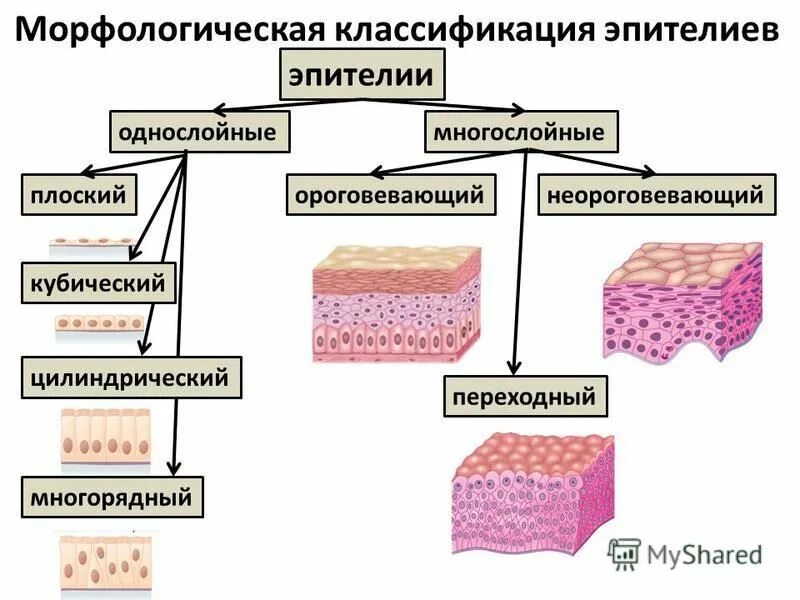 многослойный неороговевающий призматический. классификация эпителиальной ткани. эпителиальные ткани (эпителии). морфологическая классификация однослойных эпителиев. классификация эпителиальной ткани таблица.
