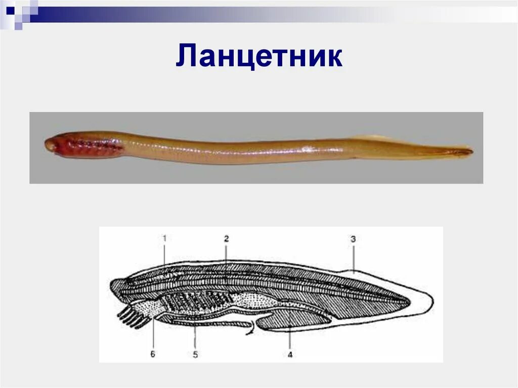 Бесчерепные ланцетник. Ланцетник Branchiostoma lanceolatum. Черви Ланцетники. Червь ланцетник. Бесчерепные беспозвоночные