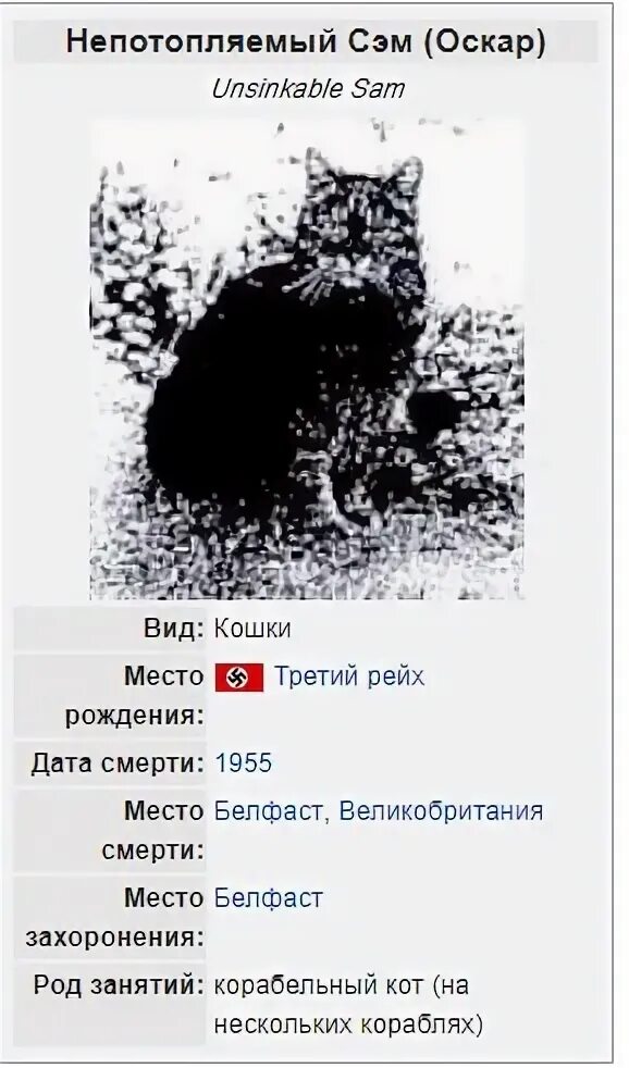 Действие кота если сэма вопит. Действие кота если сэма вопит. Действие кота если сэма вопит. Стрижкаиноштей кота сема. Кот генсухи сэм.