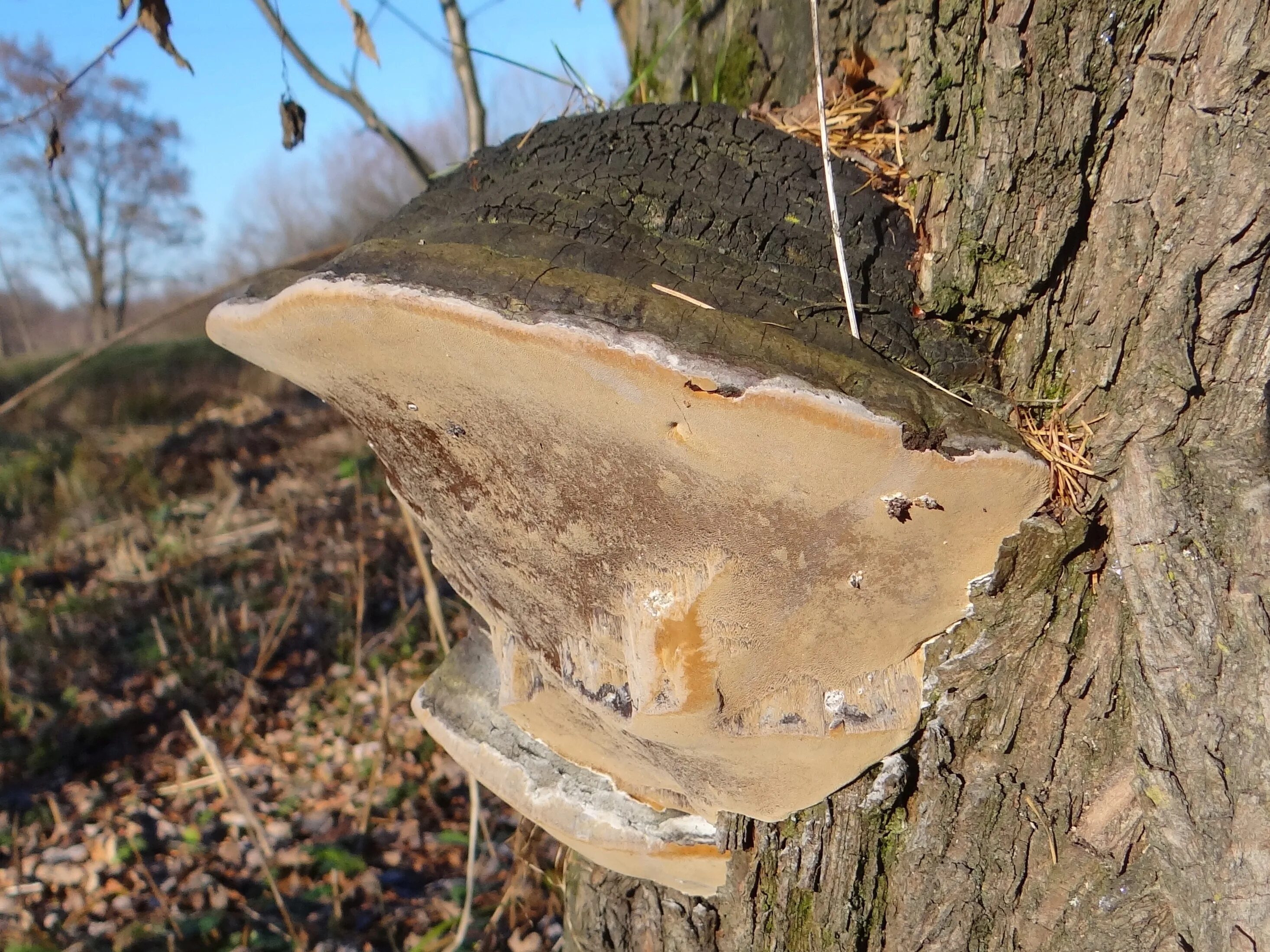 Ложный трутовик Phellinus igniarius. Ложный трутовик (Phellinus igniarius (l. ex fr.) Quel.). Ложный дубовый трутовик. Трутовик санхван.