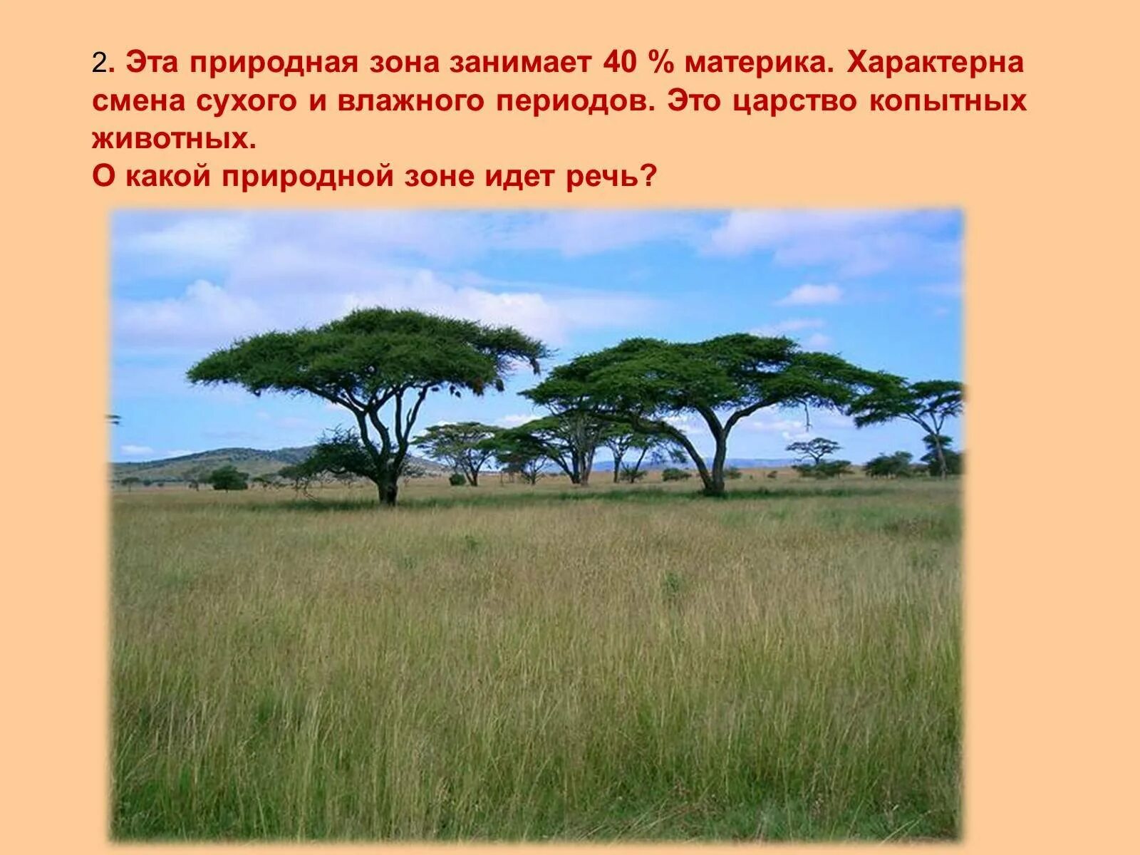 Природная зона занимающая 40 материка. Зонтичная Акация природная зона. Растения саванны и редколесья Африки. Саванна это природная зона. Зона саванн в Африке.