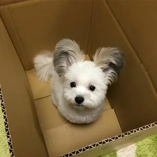 Собака маус