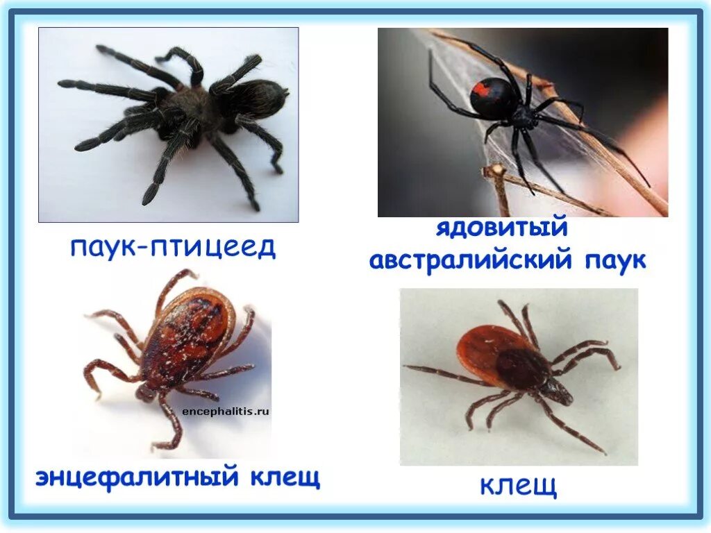 Строение клеща и паука