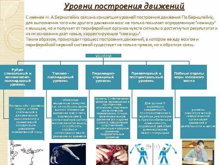 Структура состояние движение. Уровни организации движений по н.а Бернштейну. Уровни построения движений по н.а Бернштейну. Теория уровней построения движений н.а Бернштейна. Уровни построения движений по Бернштейну н.а таблица.