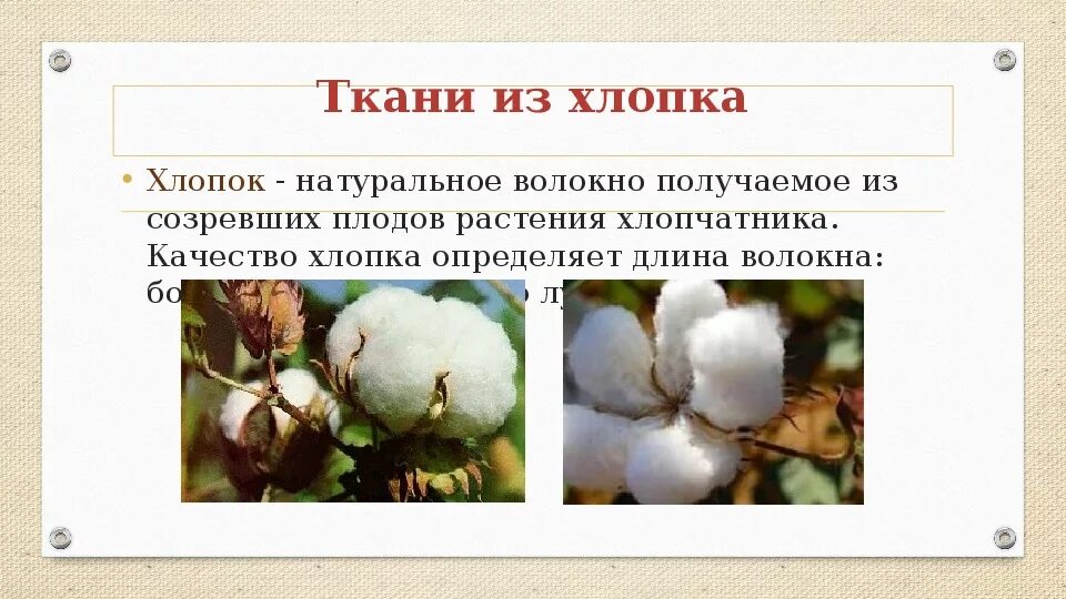 Хлопок волокно. Натуральные волокна хлопок. Ткань из хлопчатника. Хлопчатник плод. Хлопок доклад