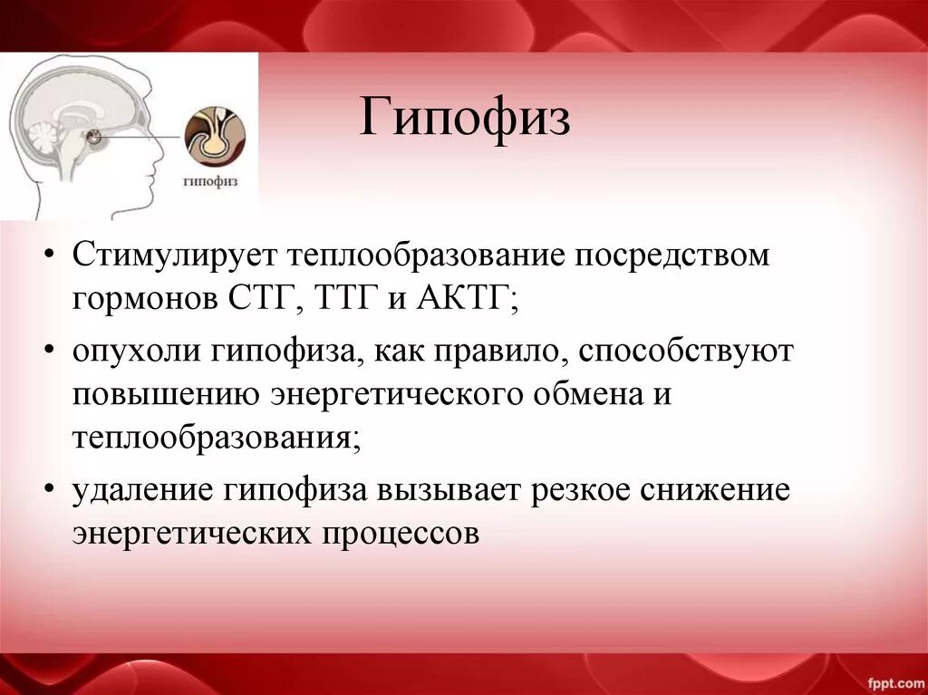 СТГ ТТГ АКТГ. Какие гормоны стимулируруют теплообразованин. Низкий соматотропный гормон и АКТГ. Гормоны гипофиза актг