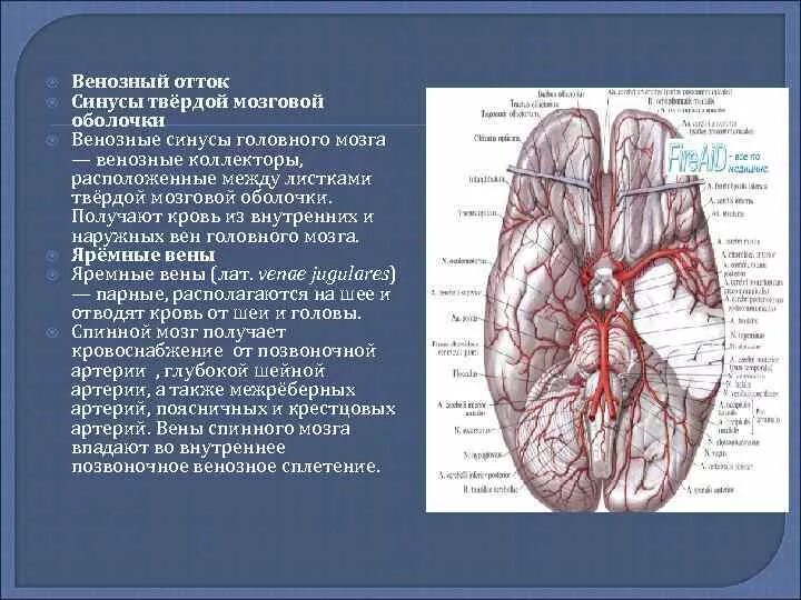 Отток головного мозга