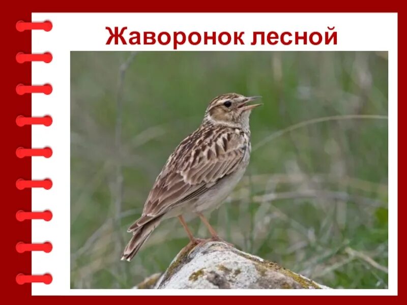 Песня лесной жаворонок. Лесной Жаворонок. Лесной Жаворонок красная книга. Лесной Жаворонок доклад. Жаворонок Лесной размер.