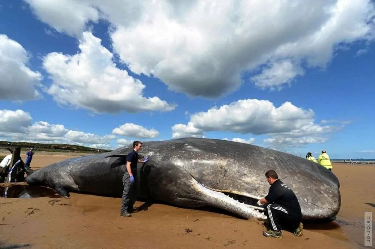 Масса самого большого животного на земле. Гигантские киты Кашалоты. Киты выбрасываются на берег. Самый большой Кашалот в мире. Самый крупный кит в мире.