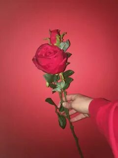 Rose in use