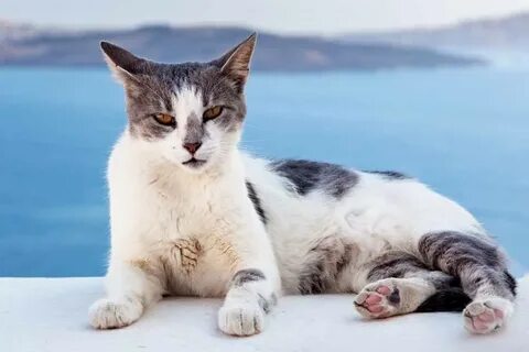 En chat