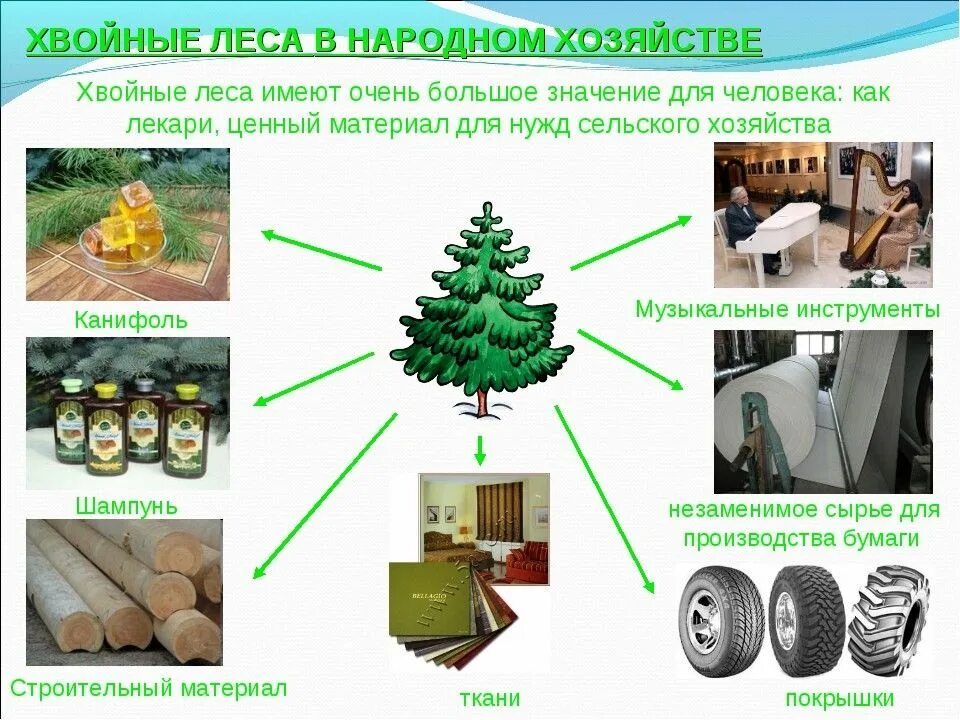 Применение хвойных деревьев. Схема использования древесины. Использование леса человеком. Хвойные леса в народном хозяйстве.
