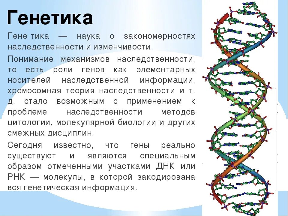 Ген генотип наследственность. Генетика. Наука о генетике. Генетика генетика. Человек в генетике.