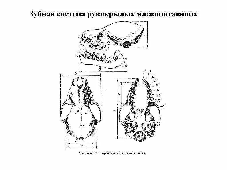 Зубная формула рукокрылых. Череп рукокрылых зубная формула. Отряд рукокрылые зубная формула. Зубная система млекопитающих анатомия. Зубная система рукокрылых млекопитающих.