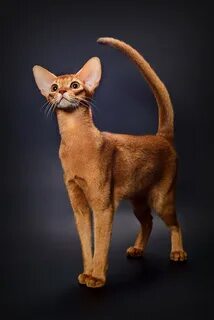 Худой кот