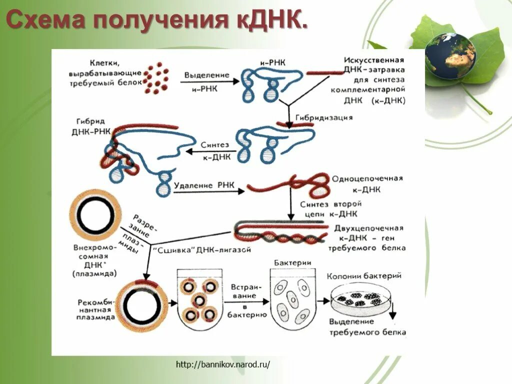 Схема искусственного синтеза белков инсулина. Этапы генной инженерии схема. Основная технология генетической инженерии. Метод электропорации в генной инженерии.