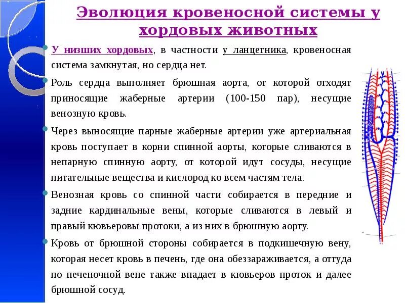 Филогенез систем. Эволюция кровеносной системы хордовых животных. Филогенез кровеносной системы. Филогенез кровеносной системы хордовых. Филогенез кровеносной системы ланцетника.