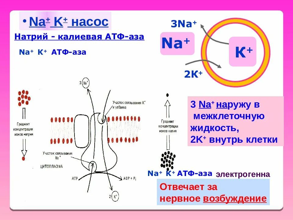 Натрий атф. Натрий калиевый насос схема. Натриевый калиевый насос АТФ. Калий натриевый насос схема. Строение натрий-калиевого насоса схема.