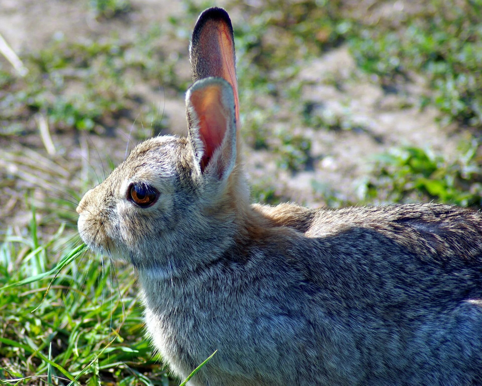 Серый заяц-Русак. Дикий кролик Oryctolagus cuniculus. Заяц Русак питание. Ракитниковый заяц. В какой зоне живет заяц